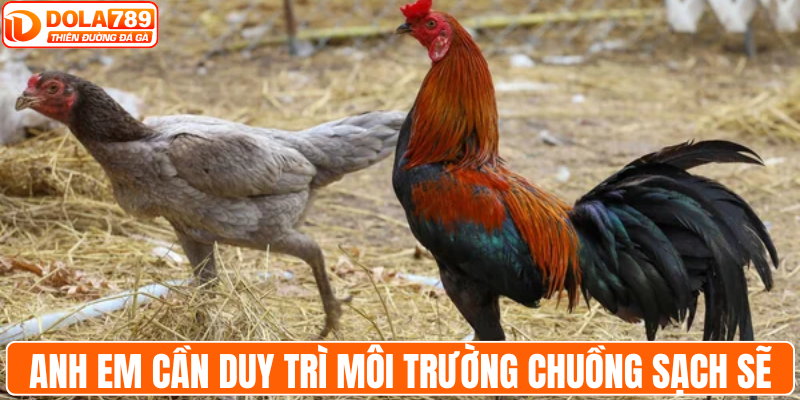 Anh em cần duy trì môi trường chuồng trại sạch sẽ