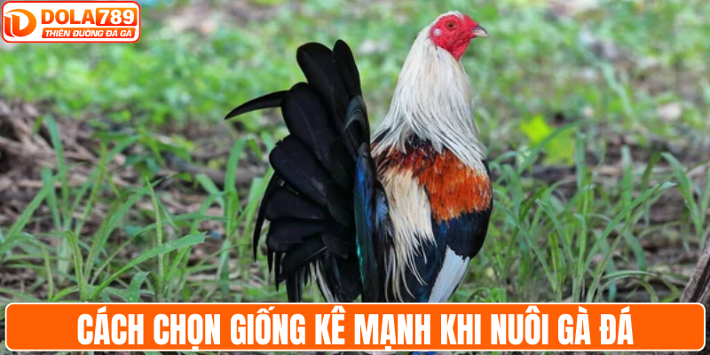 Cách chọn giống kê mạnh khi nuôi gà đá