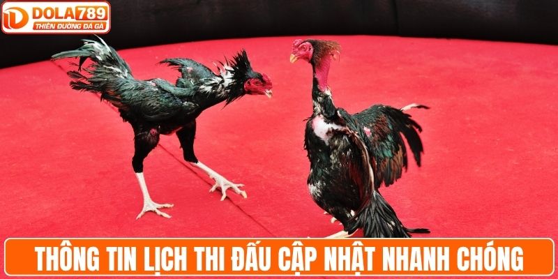 Cập nhật liên tục thông tin về lịch thi đấu