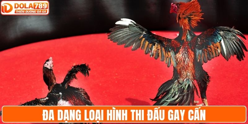 Đa dạng loại hình thi đấu hấp dẫn hàng đầu