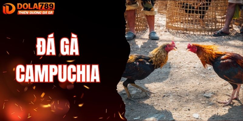 Đá Gà Campuchia Trải Nghiệm Hấp Dẫn Tại Nhà Cái DOLA789