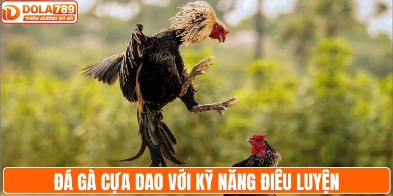 Đá gà cựa dao với kỹ năng điêu luyện