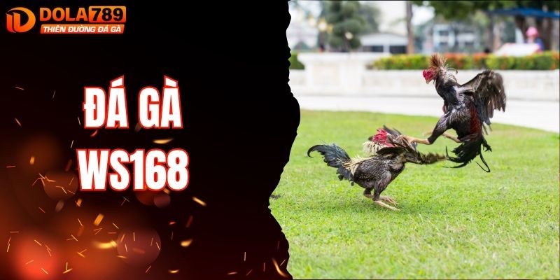 Đá Gà WS168 Đỉnh Cao Cùng Những Trận Thư Hùng Hấp Dẫn
