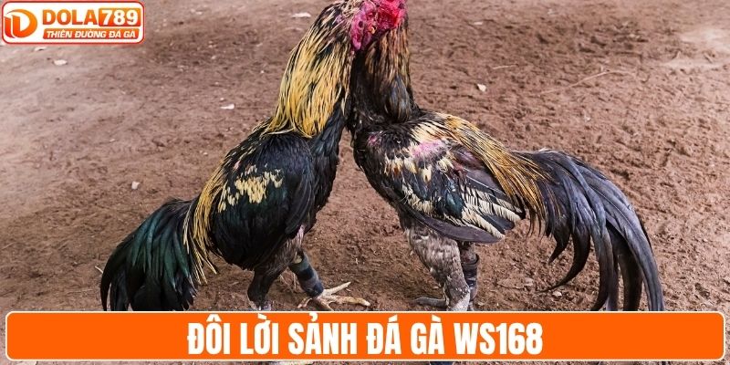 Đôi lời sảnh đá gà WS168