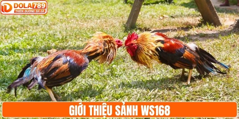 Giới thiệu sảnh WS168