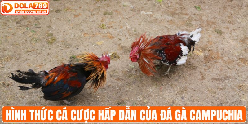 Hình thức cá cược hấp dẫn của đá gà Campuchia