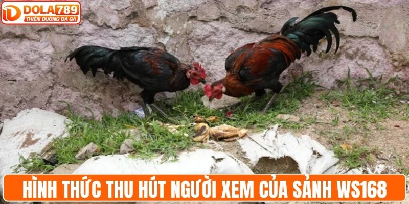 Hình thức thu hút người xem của sảnh WS168