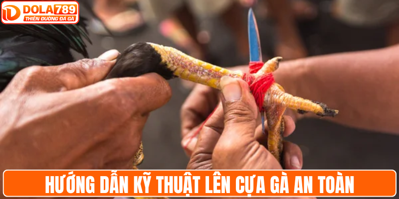 Hướng dẫn kỹ thuật lên cựa gà an toàn
