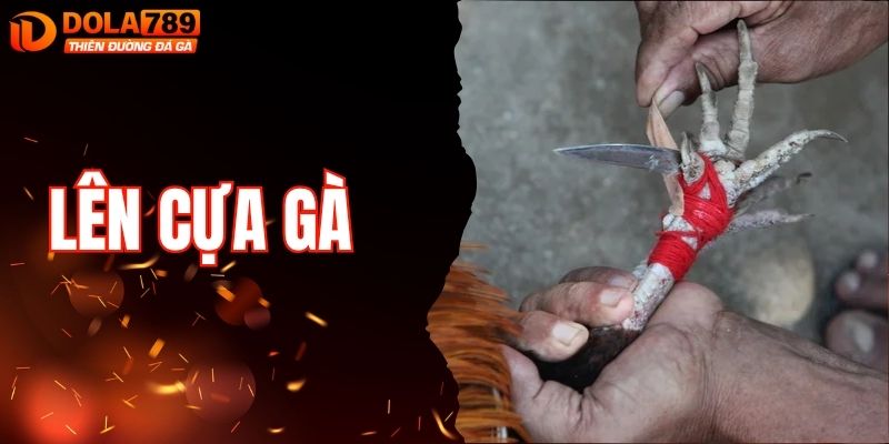 Hướng Dẫn Lên Cựa Gà Chuẩn Giúp Chiến Kê Bách Thắng