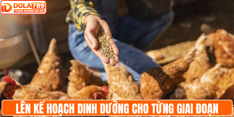 Lên khẩu phần dinh dưỡng cho từng giai đoạn