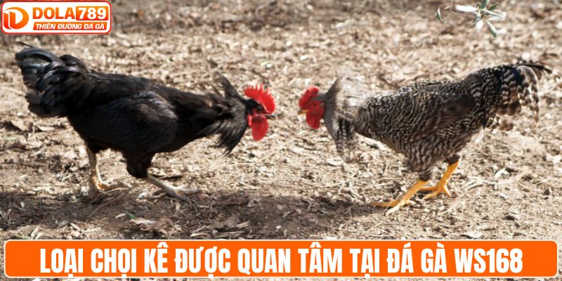 Loại chọi kê được quan tâm tại đá gà WS168