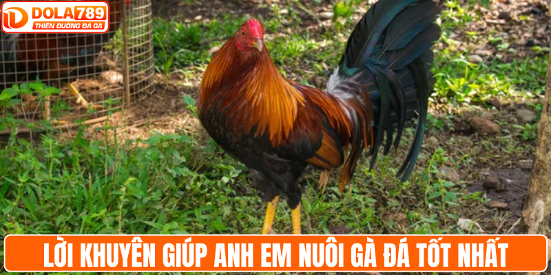 Lời khuyên giúp anh em nuôi gà đá tốt nhất