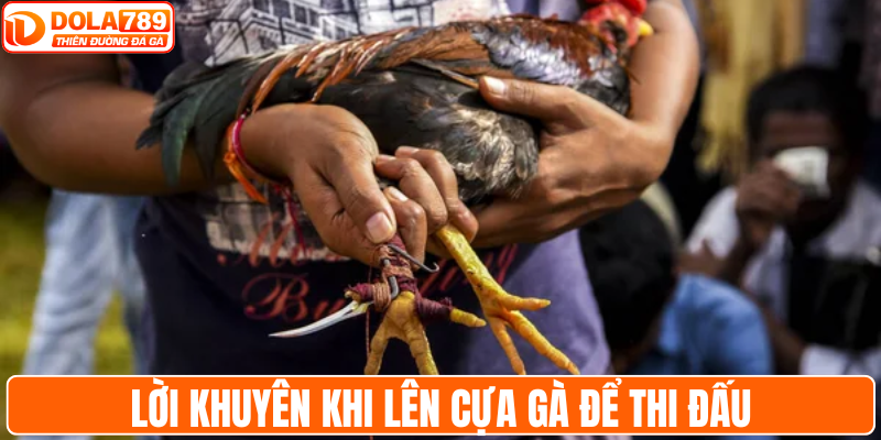 Lời khuyên khi lên cựa gà để thi đấu