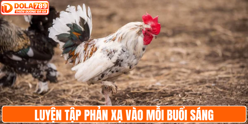 Luyện tập phản xạ vào mỗi buổi sáng