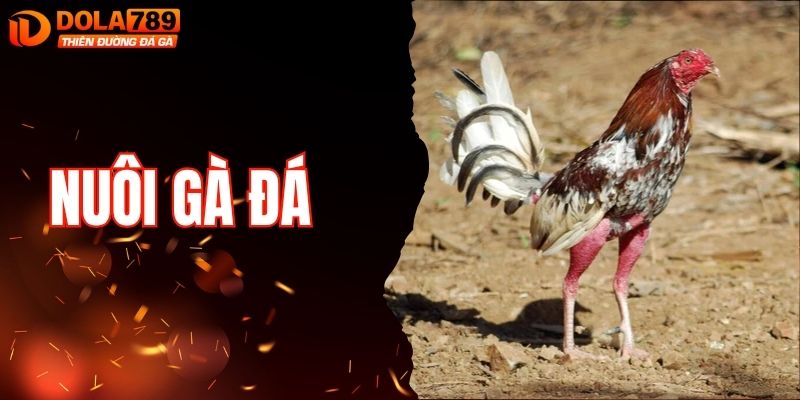 Nuôi Gà Đá - Bí Quyết Giúp Chiến Kê Bền Bỉ Trên Đấu Trường