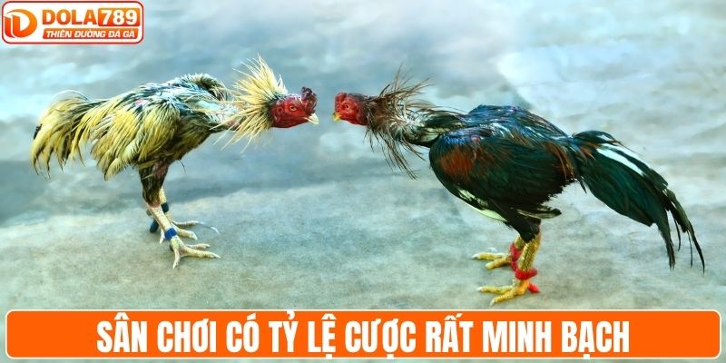 Sân chơi có tỷ lệ cược rất minh bạch