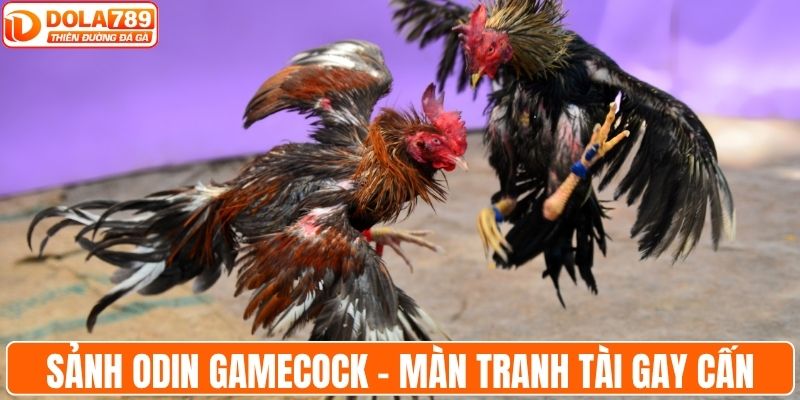 Sảnh Odin Gamecock chứng kiến màn tranh tài gay cấn
