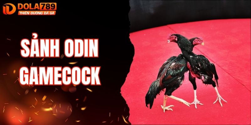 Sảnh Odin Gamecock - Những Trận Đá Gà Nổi Tiếng Tại DOLA789
