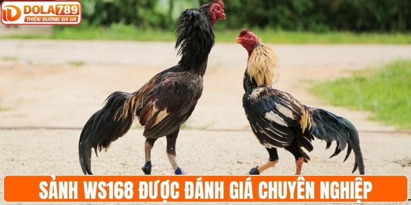 Sảnh WS168 chuyên nghiệp với cơ hội thắng lớn