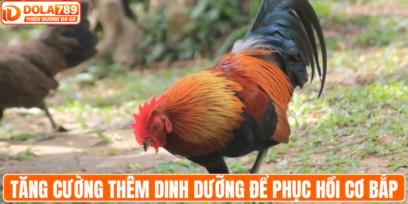 Tăng cường thêm dinh dưỡng để phục hồi cơ bắp