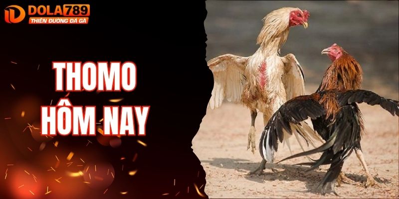 Thomo Hôm Nay DOLA789 - Trực Tiếp Trận Đá Gà Đầy Hấp Dẫn