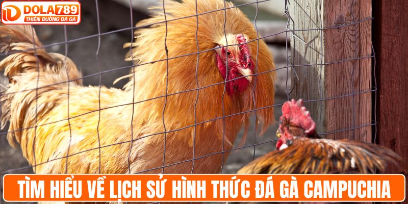 Tìm hiểu về lịch sử hình thức đá gà Campuchia